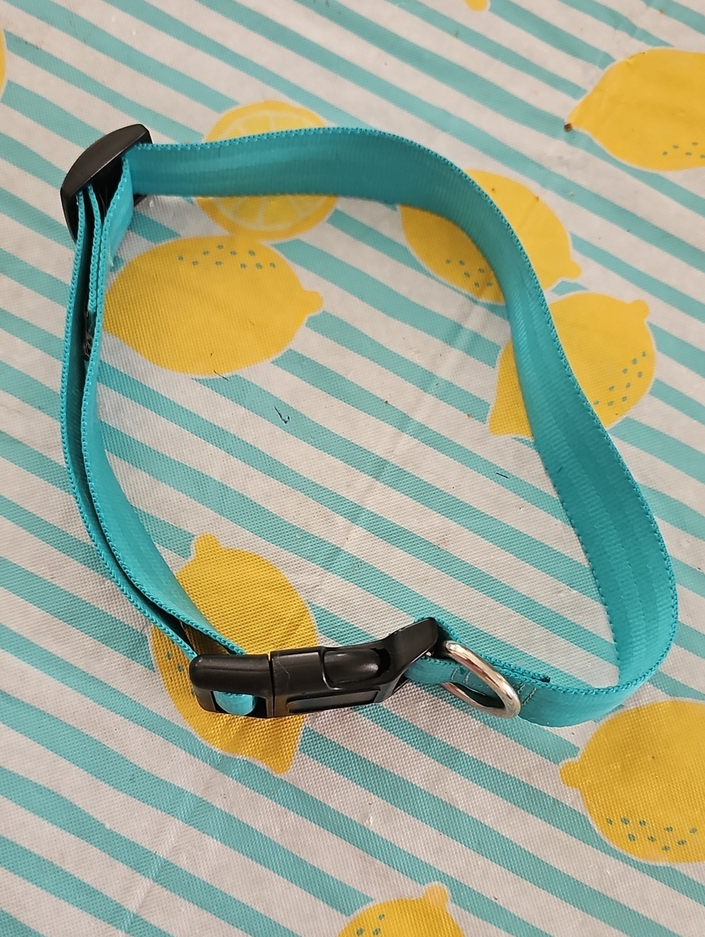 Adjustable Teal Pet Collar